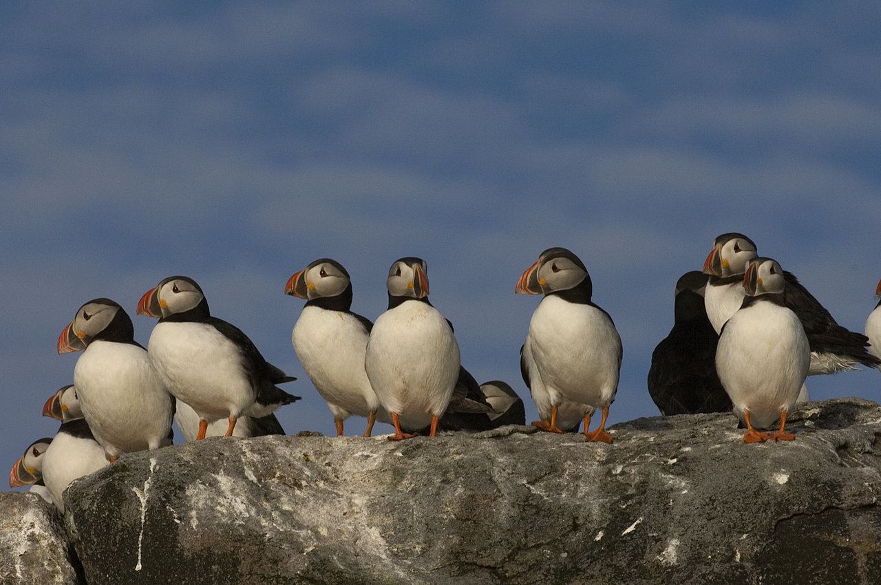 Puffins 