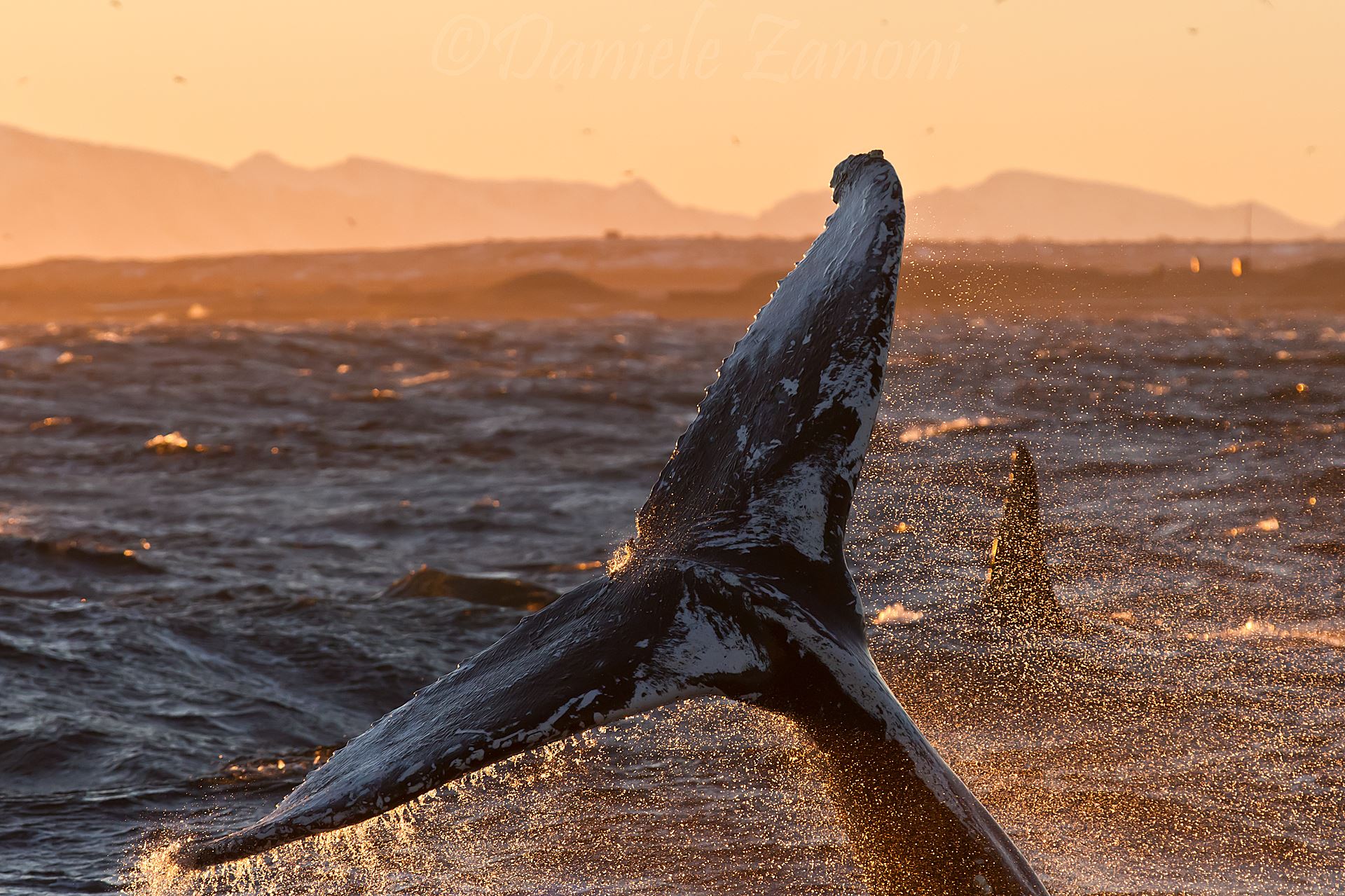 Whalesafari Andenes