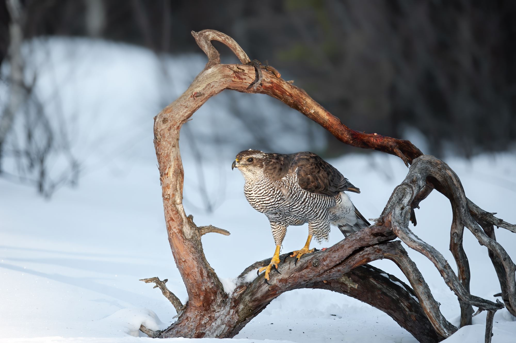 Photo hide - Northern goshawk
