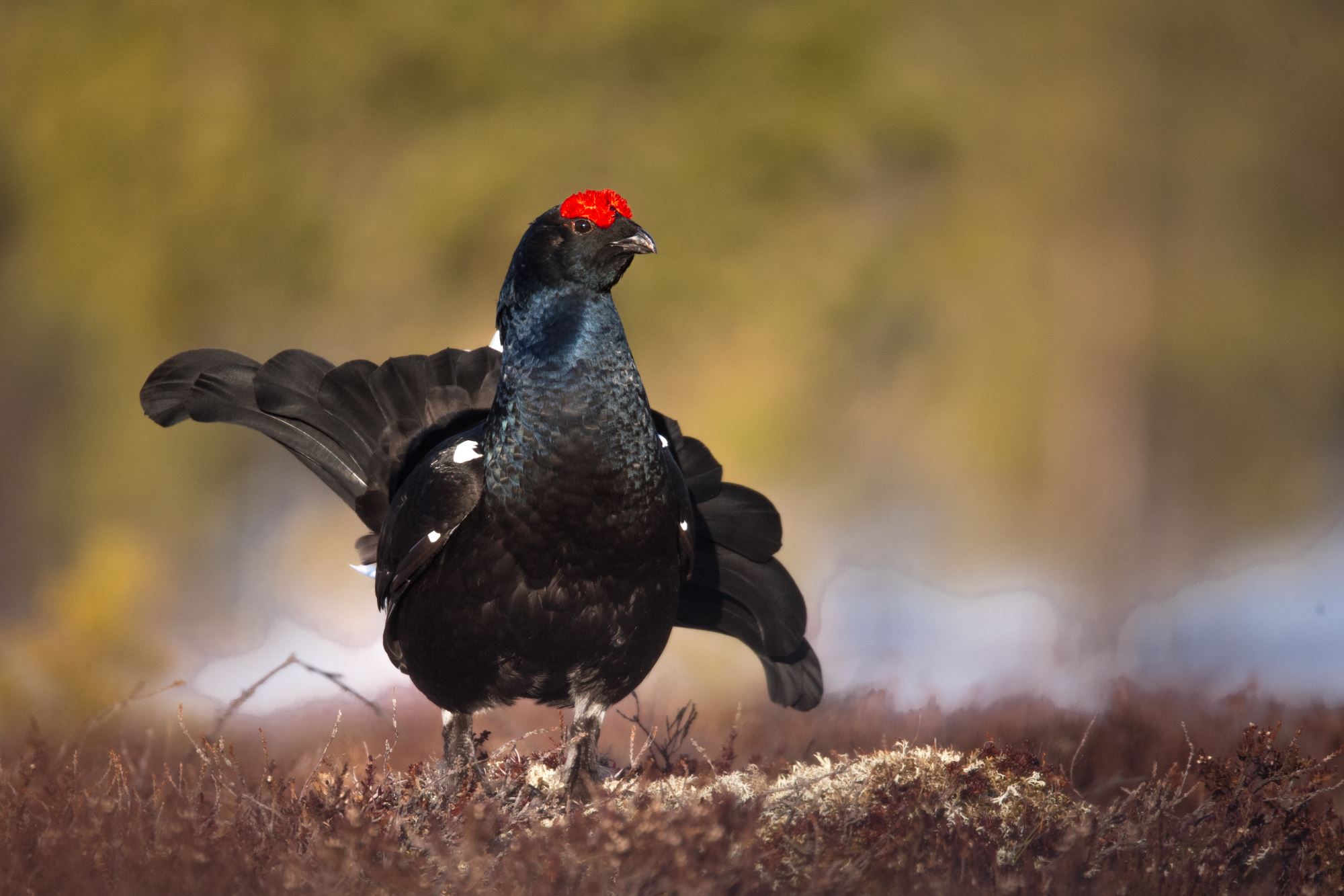 Black grouse display from photo hide
