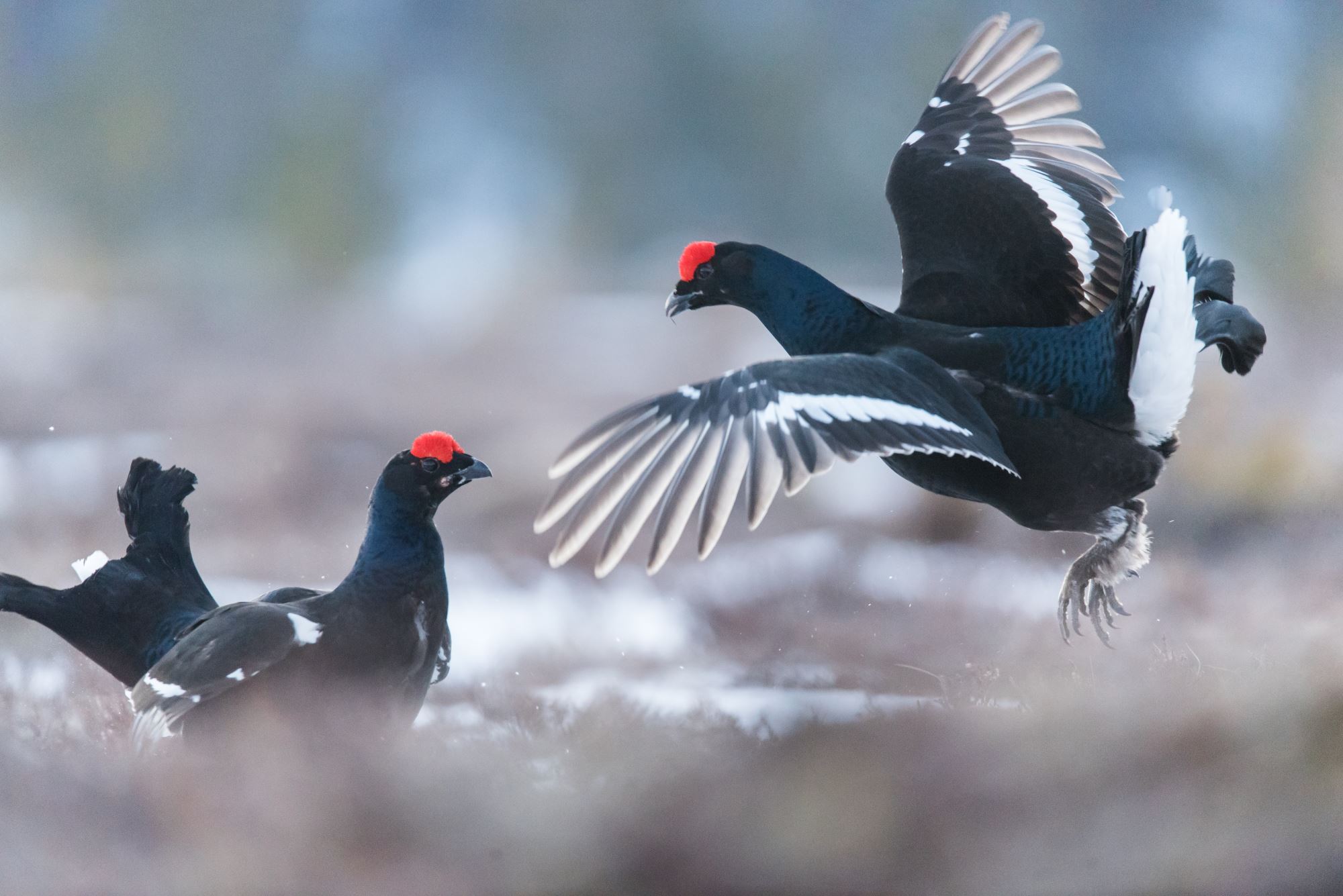 Black grouse display from photo hide | Guided Tours | Oppdal | Norway